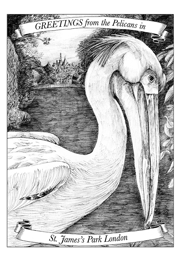 Pelican