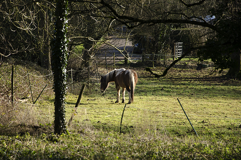 Horse in field, East Woodyates